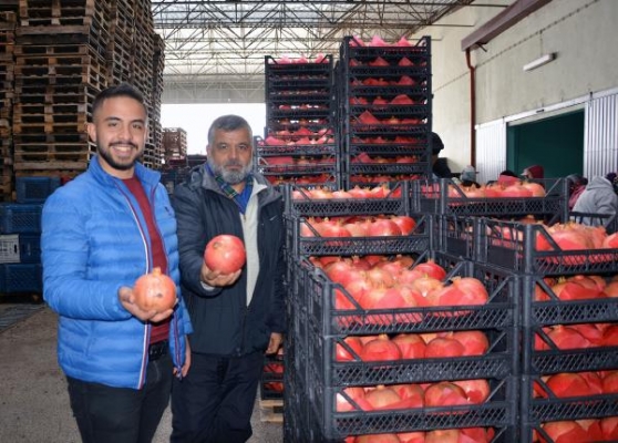 Korkuteli'de nar ihracatı başladı