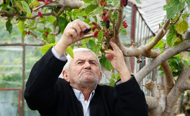 Sıcak hava kırmızı dutta erken hasat getirdi