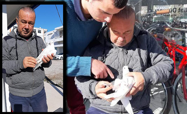 Yaralı güvercine esnaf sahip çıktı Yaralı güvercine esnaf sahip çıktı