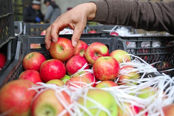 Elma ticaretinde 'Habur' hareketliliği