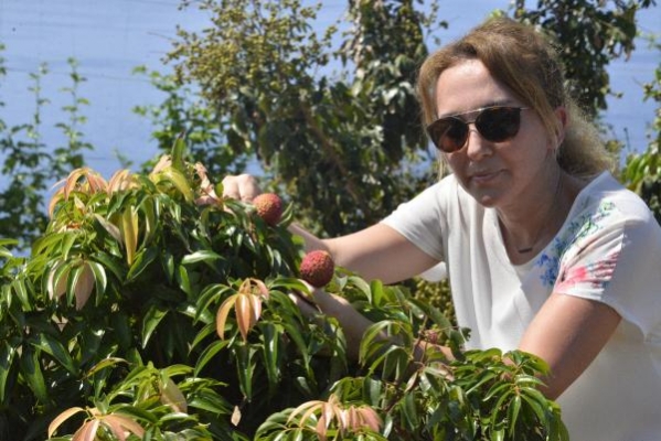 Litchi, longan ve mango 'yerli' oluyor