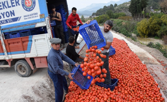 Fiyatı düşen domates üreticinin elinde kaldı