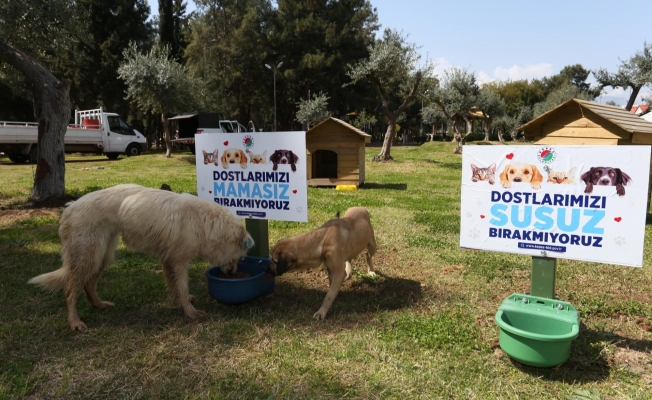 Kepez’da mama ve su kaplarının sayısı artırıldı