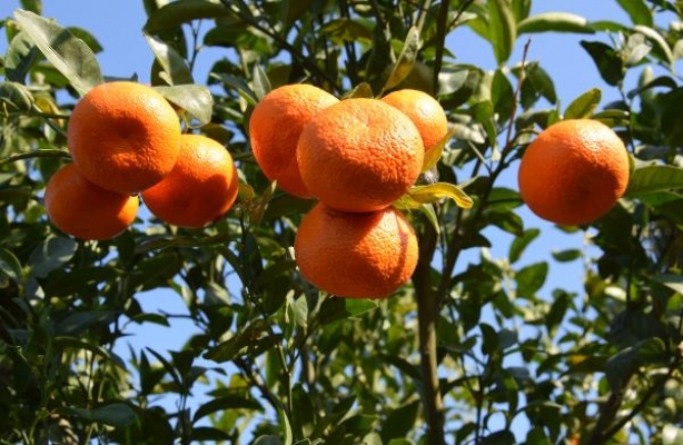 Kumluca'da ilkbaharda da mandalina üretilecek