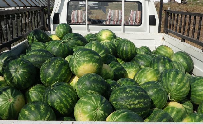  Antalya’da karpuz altın çağını yaşıyor!