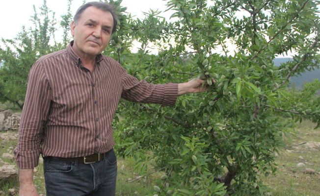 Ormandan kiraladığı arazide badem ve harnup yetiştiriyor