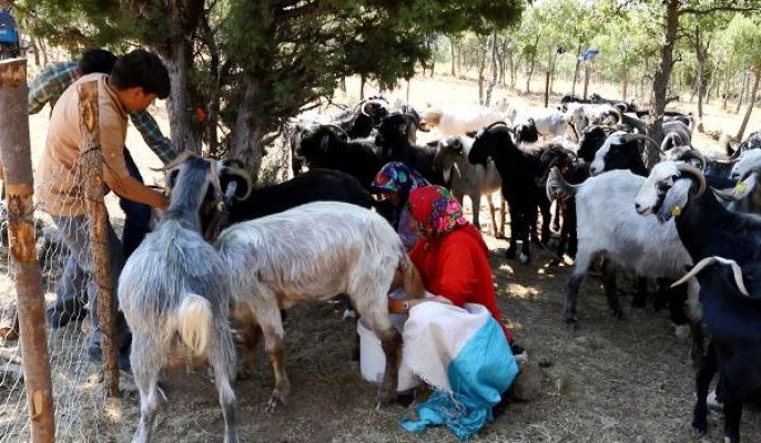 Yörüklerde hasta keçiye 'kan aşısı' tedavisi
