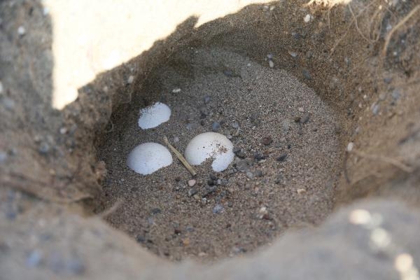 Caretta carettalardan ilk yumurta