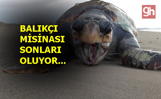 14 caretta caretta ölü bulundu!