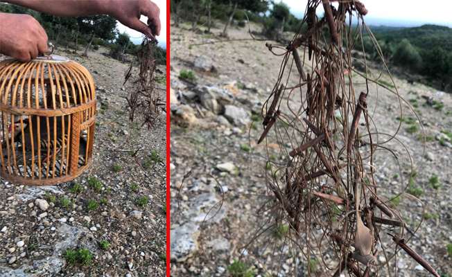 'Canlı mühre ile keklik avı' baskını! 'Canlı mühre ile keklik avı' baskını!