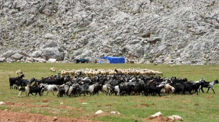 Yörükler, yaylalarla buluşmaya başladı!