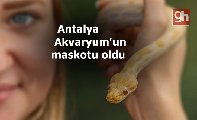 Albino piton yavrusu...