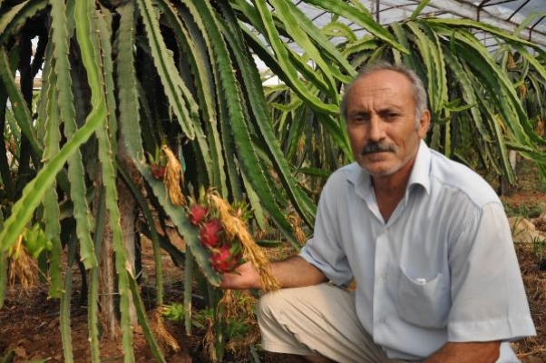 Ejder meyvesi üretiminden 50 bin lira kazanç bekliyor
