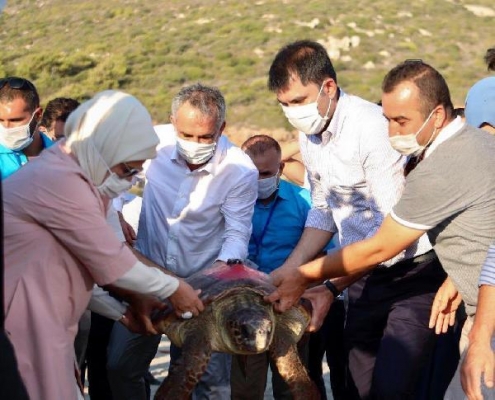 Caretta Likya, Rodos Adası'na gitti