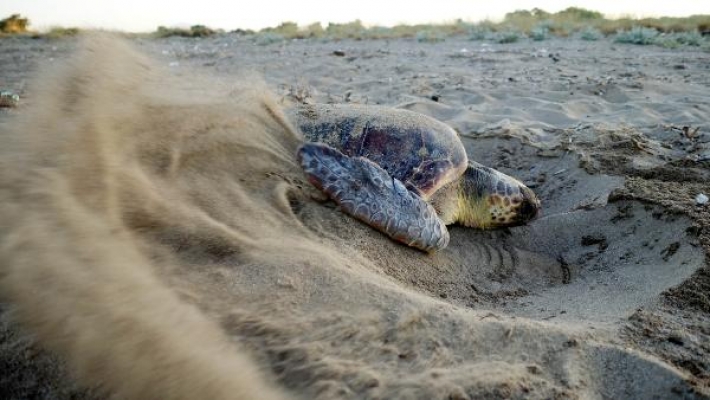 Caretta yuvalarında 'pandemi' rekoru