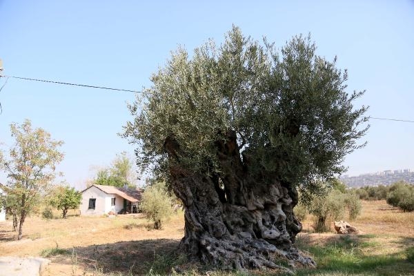 1204 yaşındaki zeytin ağacı meyve veriyor