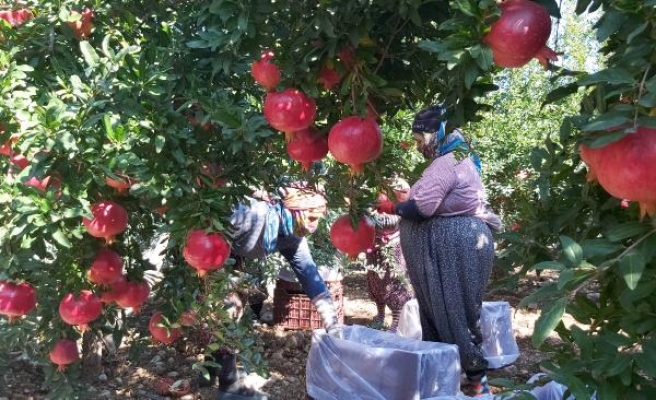 Antalya'da 'Hicaz narı' hasadı