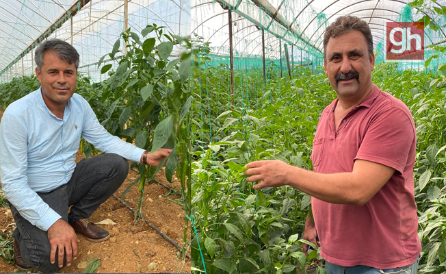  Antalyalı çiftçiler yerli ve milli tohumla üretiyor