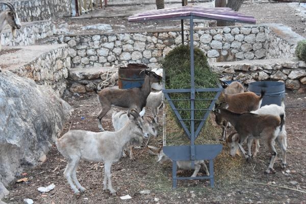 Aşırlı Adası'ndaki dağ keçilerine yiyecek ve içecek