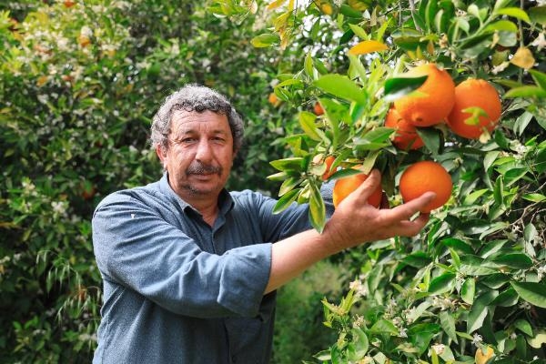 Finike portakalını aşırı sıcaklar vurdu