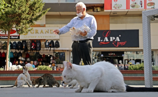 Sesini duyan kediler esas duruşa geçiyor