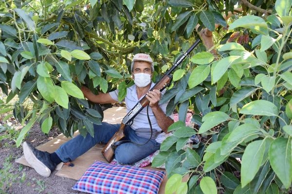  Tanesi 10 liradan satılan avokado, hırsızların hedefi oldu