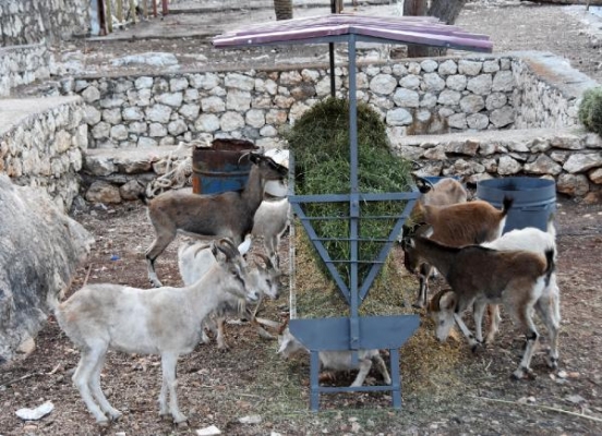 Aç ve susuz kalan dağ keçilerine ikinci yiyecek seferi