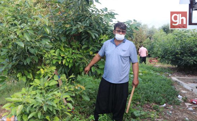 Alanyalı avokado üreticisi, hırsıza karşı sopalı nöbette