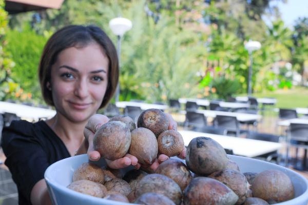 Talebe yetişemeyen üreticiler, çekirdek toplamaya başladı