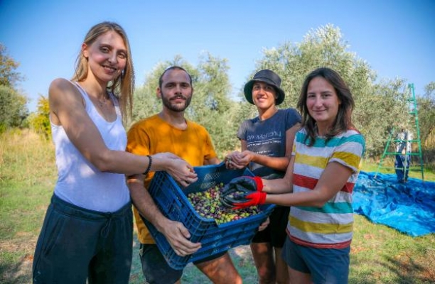 Yabancı gönüllü öğrenciler, zeytin hasadına katıldı