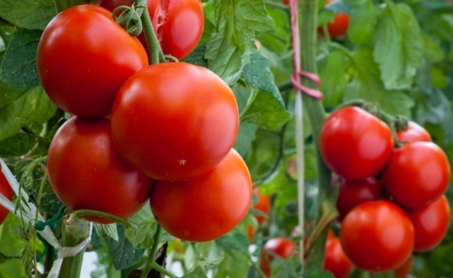 Başpehlivanlar domatese sahip çıktı