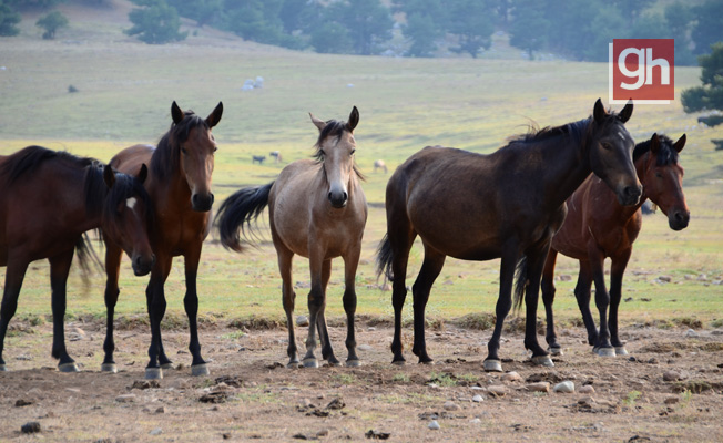Torosların vahşi güzelliği 'Yılkı atları' Torosların vahşi güzelliği 'Yılkı atları'