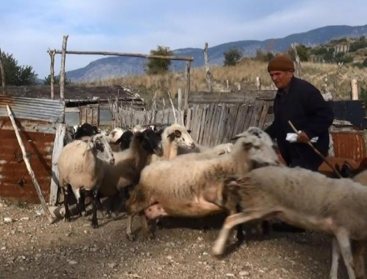 60 yıllık çoban: Biz korona morona görmüyoruz