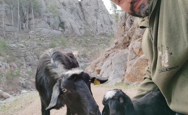 Antalya'da kayıp keçi ve yavrusu bulundu
