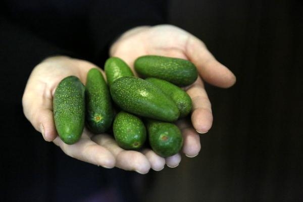 'Baby' avokado, sadece mini olduğu için daha pahalı