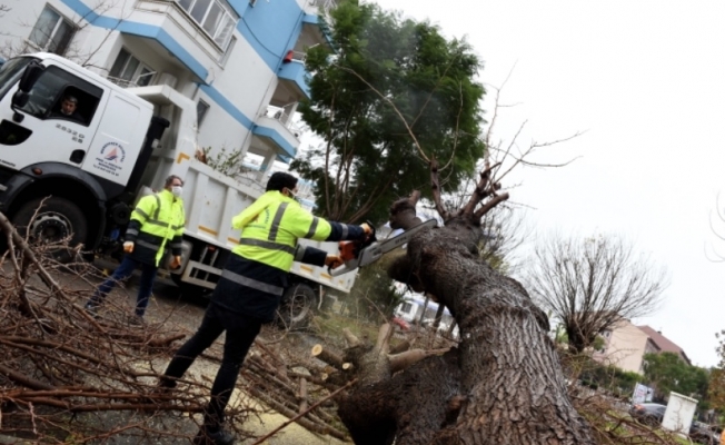 Fırtına sebebiyle devrilen dev ağaç parçalanarak kaldırıldı
