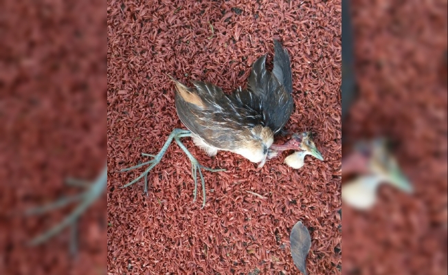Bodrum'da ölü bulunan kuşun Türkiye'de ilk defa görülen Çizgili Yelve olduğu belirlendi