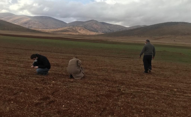 Hububat alanlarında hastalık takibi ve kuraklık incelemesi