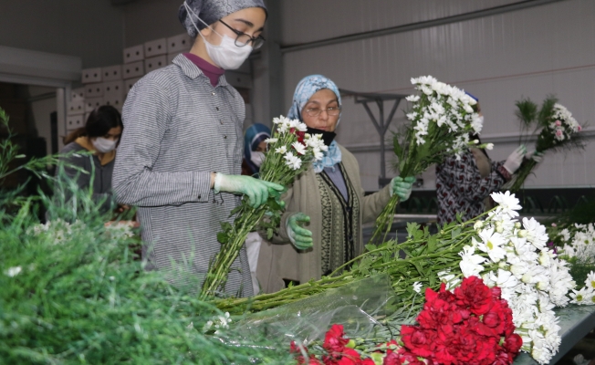 Sevgililer için dünyanın çiçeğini paketliyorlar