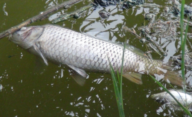 Sulama kanalında balık ölümleri endişelendiriyor 