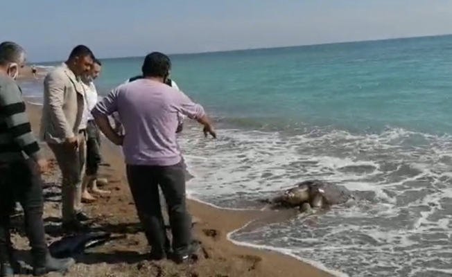Balıkçı ağlarına takılan caretta caretta sahile ölü olarak vurdu