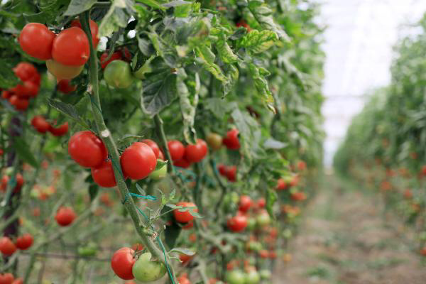 Rusya'ya domates kotası doluyor