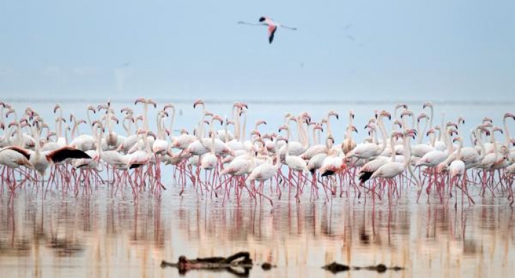 'Dronlar flamingoları strese sokuyor'