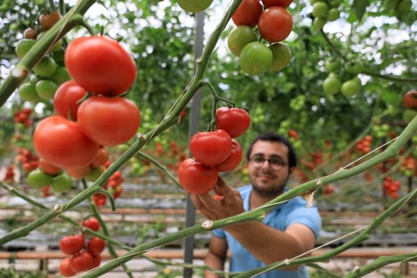 Hindistan cevizi kabuğundan domates üretiyor!