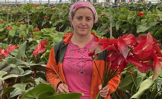 Topraksız tarımın en uzun ömürlü çiçeği Antalya'dan Avrupa ülkelerine gönderiliyor