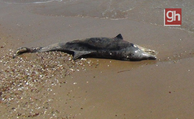 Ölü yunus balığı sahile çıkartıldı!