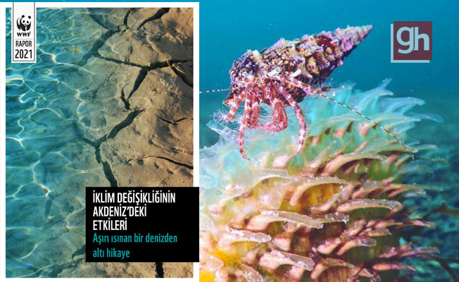 Akdeniz, gezegenin en hızlı ısınan ve en tuzlu denizi Akdeniz, gezegenin en hızlı ısınan ve en tuzlu denizi
