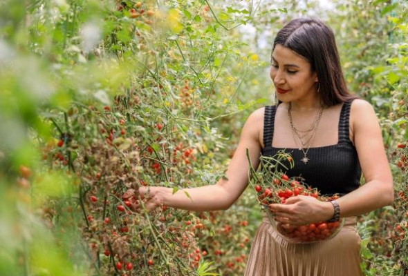 Tek domatesten ürettiği tohumlarla 4 dönüm sera kurdu