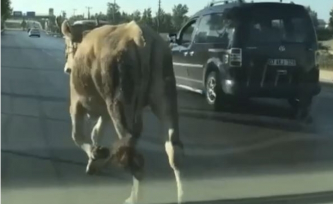 Firari dana araç trafiğinde ilerledi!