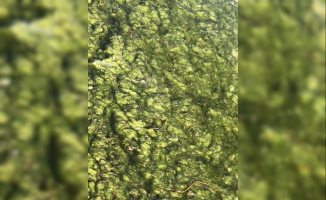 Beyşehir Gölü'nde alg patlaması; suyun rengi yeşile döndü